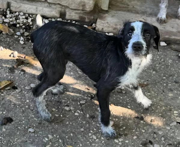 Pasqualina 9 mesi taglia piccola  | Foto 3