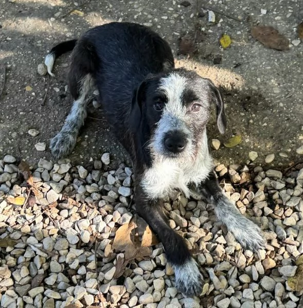 Pasqualina 9 mesi taglia piccola  | Foto 2