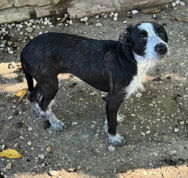 Pasqualina 9 mesi taglia piccola  | Foto 1