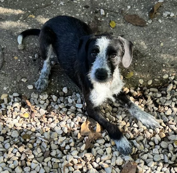 Pasqualina 9 mesi taglia piccola 