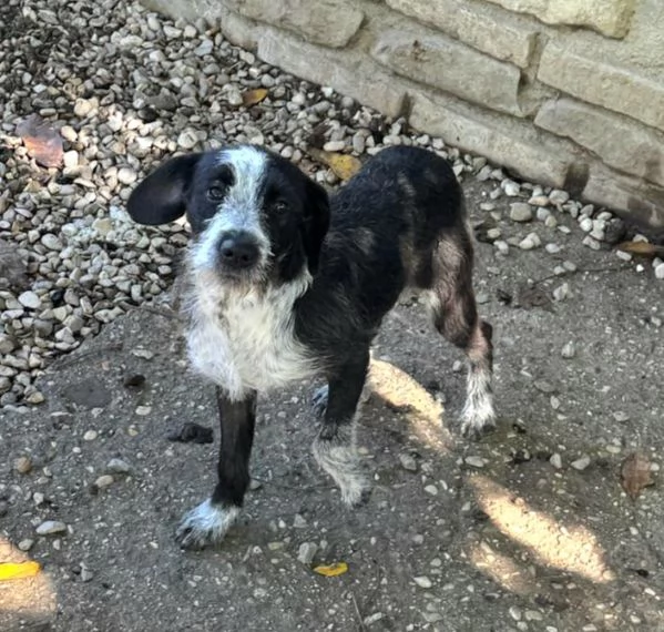 Pasqualina 9 mesi taglia piccola  | Foto 0