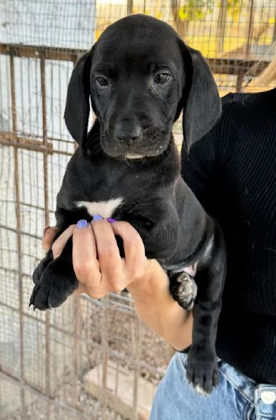 Cosmo 2 mesi taglia media  | Foto 2