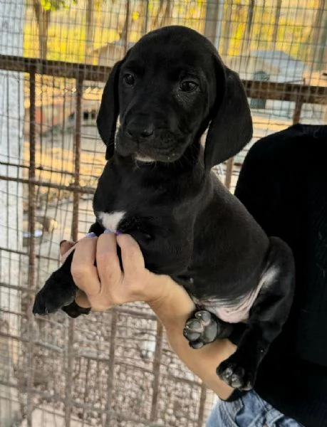 Cosmo 2 mesi taglia media  | Foto 1