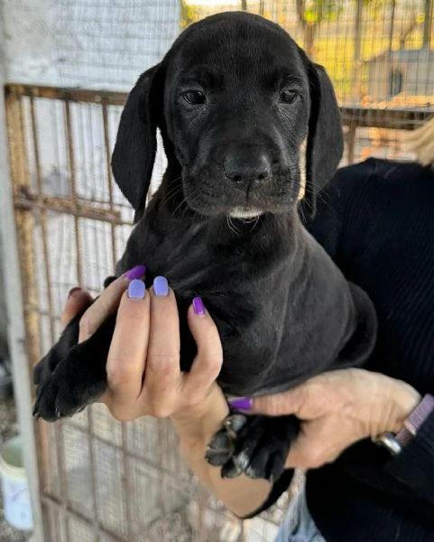 Cosmo 2 mesi taglia media  | Foto 0