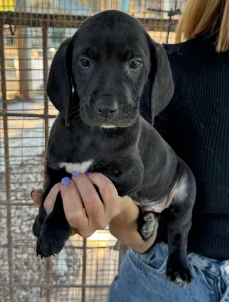 Cosmo 2 mesi taglia media 