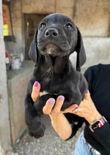 Altair 2 mesi taglia media  | Foto 4