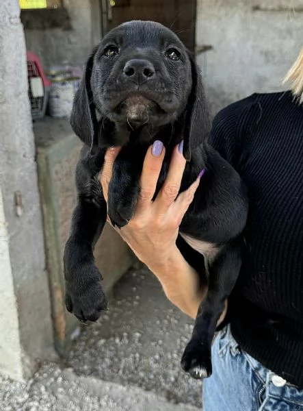 Altair 2 mesi taglia media  | Foto 3