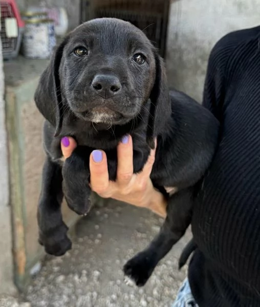 Altair 2 mesi taglia media 