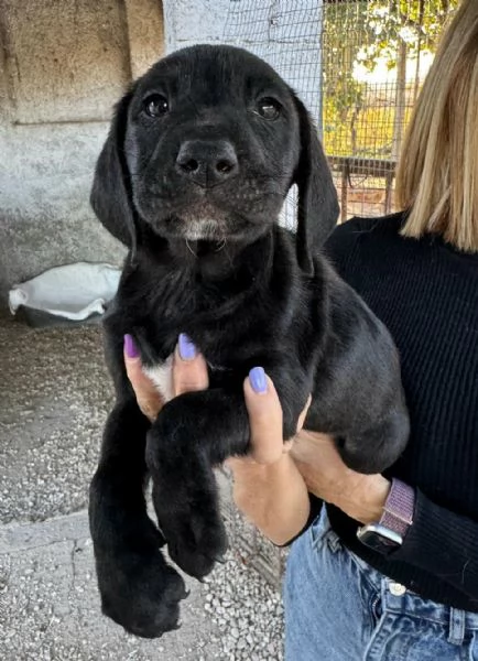 Altair 2 mesi taglia media  | Foto 2