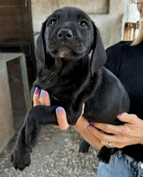 Altair 2 mesi taglia media  | Foto 1