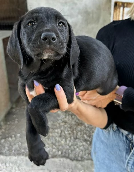 Altair 2 mesi taglia media  | Foto 0