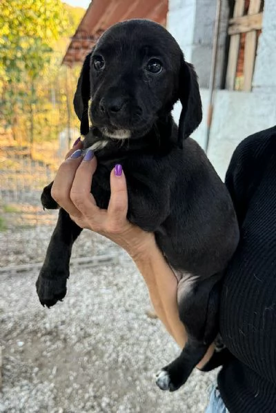 Callisto 2 mesi taglia media  | Foto 5