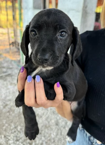 Callisto 2 mesi taglia media  | Foto 4