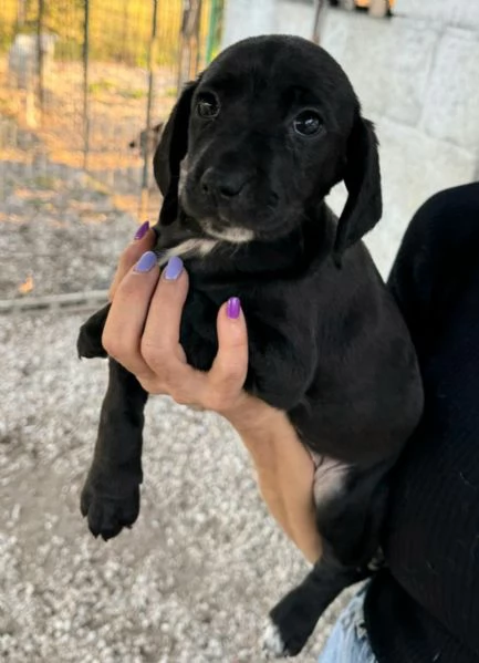 Callisto 2 mesi taglia media  | Foto 3