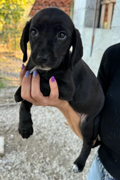 Callisto 2 mesi taglia media  | Foto 2