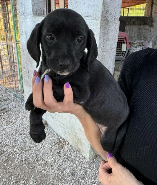 Callisto 2 mesi taglia media  | Foto 1