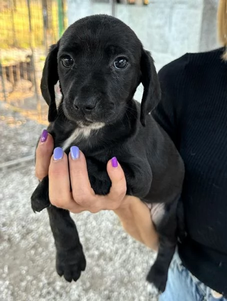 Callisto 2 mesi taglia media 