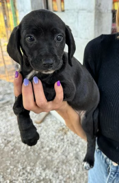 Callisto 2 mesi taglia media  | Foto 0