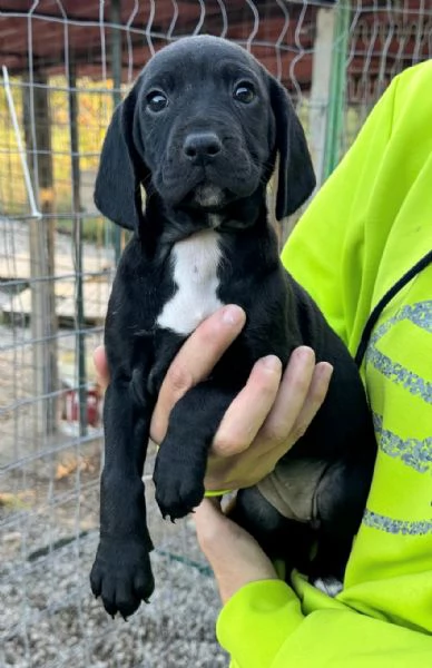 Cassiopea 2 mesi taglia media 