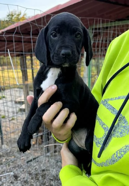 Cassiopea 2 mesi taglia media  | Foto 4