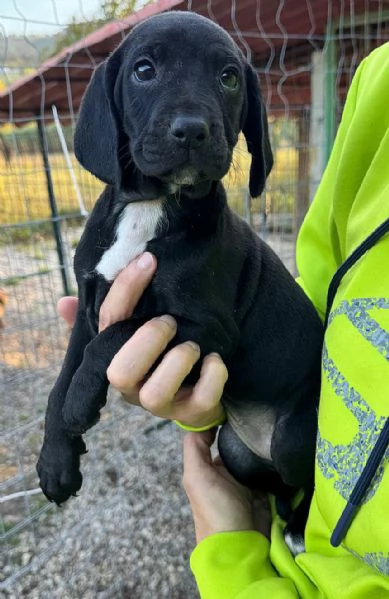 Cassiopea 2 mesi taglia media  | Foto 3