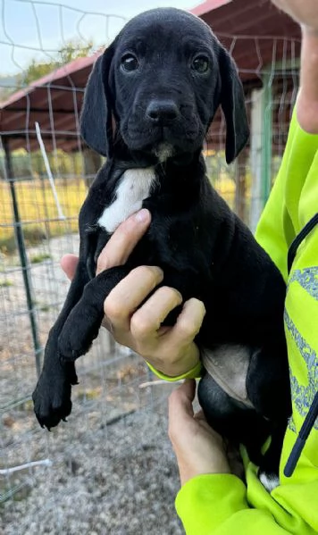 Cassiopea 2 mesi taglia media  | Foto 2