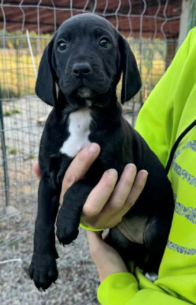 Cassiopea 2 mesi taglia media  | Foto 1