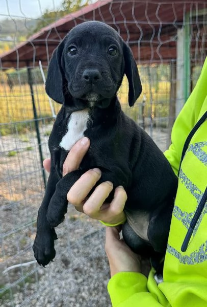 Cassiopea 2 mesi taglia media  | Foto 0