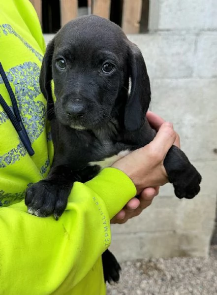 Sirius 2 mesi taglia media  | Foto 4