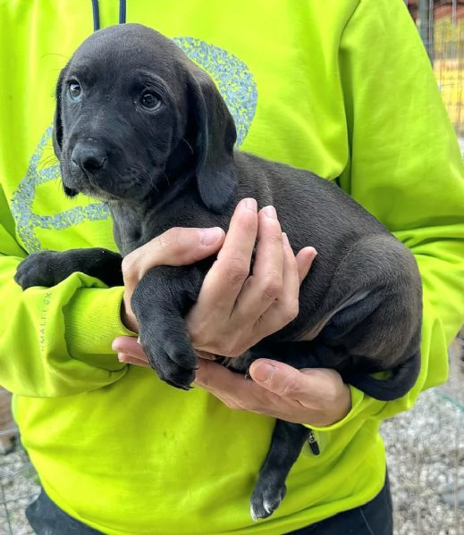 Sirius 2 mesi taglia media  | Foto 3