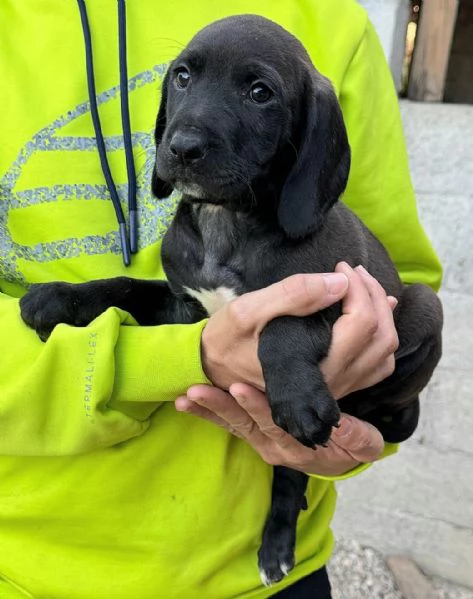 Sirius 2 mesi taglia media  | Foto 2