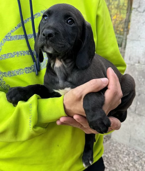 Sirius 2 mesi taglia media  | Foto 1