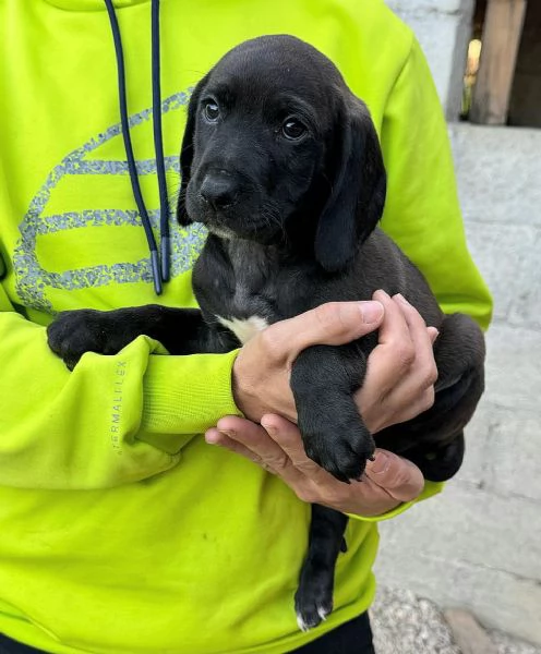 Sirius 2 mesi taglia media 