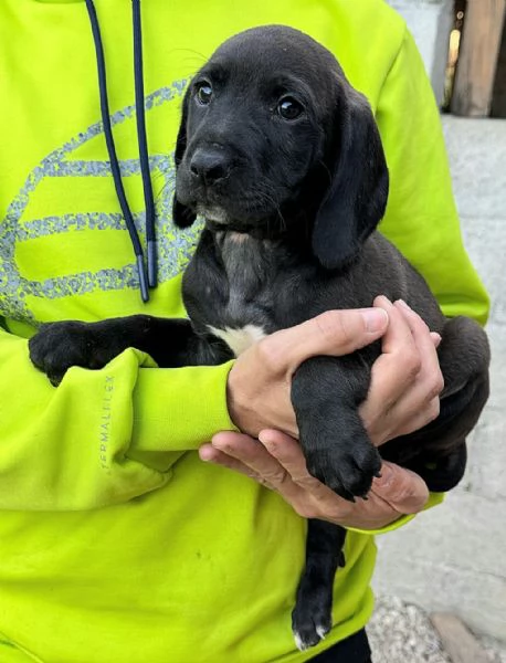 Sirius 2 mesi taglia media  | Foto 0