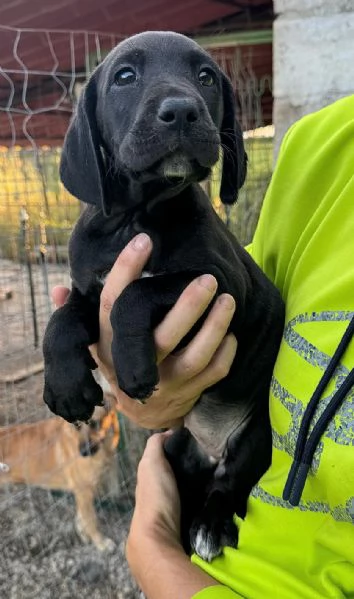 Lyra 2 mesi taglia media  | Foto 1