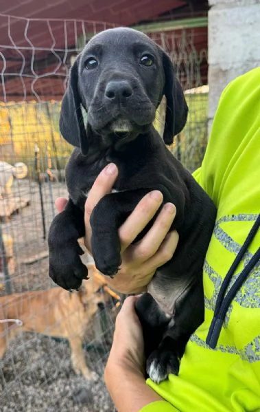 Lyra 2 mesi taglia media  | Foto 0