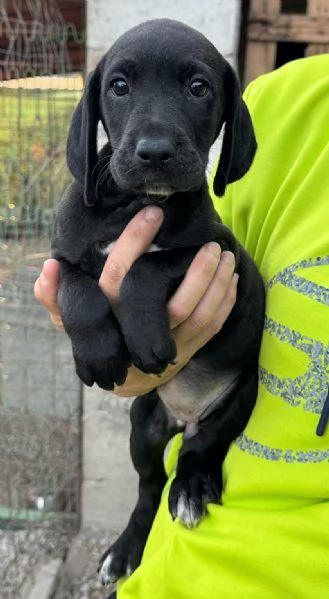 Lyra 2 mesi taglia media 