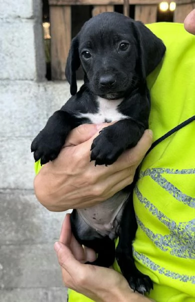 Astra 2 mesi taglia media  | Foto 4