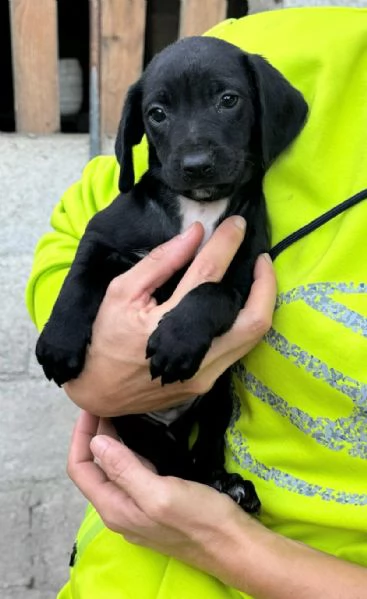 Astra 2 mesi taglia media 