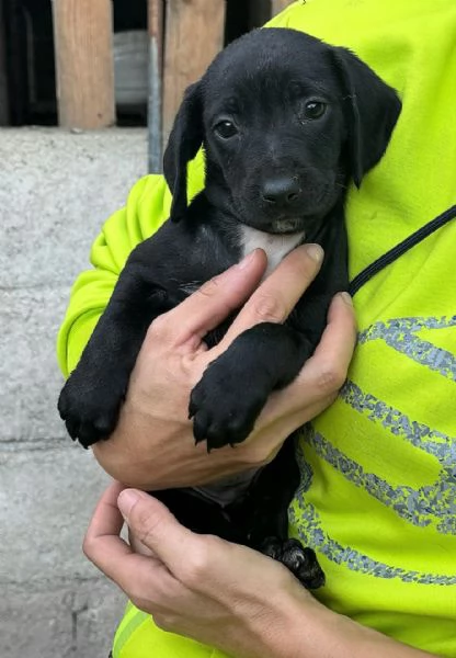 Astra 2 mesi taglia media  | Foto 3