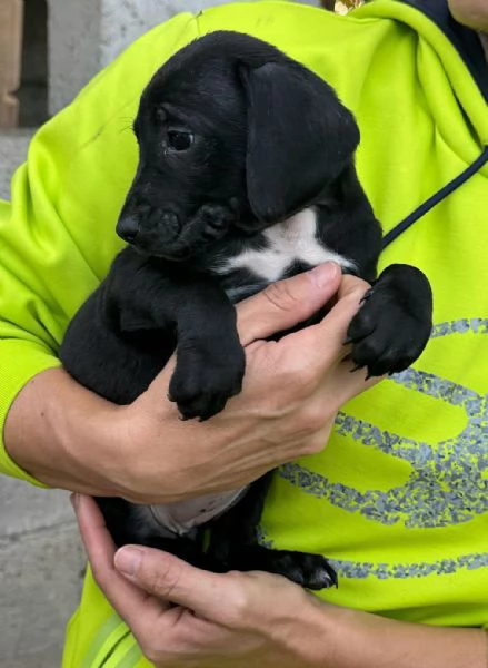 Astra 2 mesi taglia media  | Foto 2