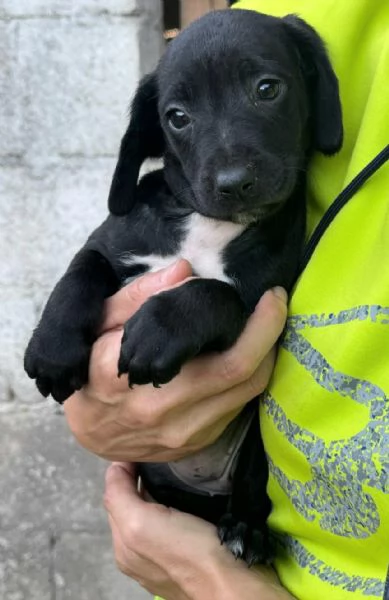 Astra 2 mesi taglia media  | Foto 1