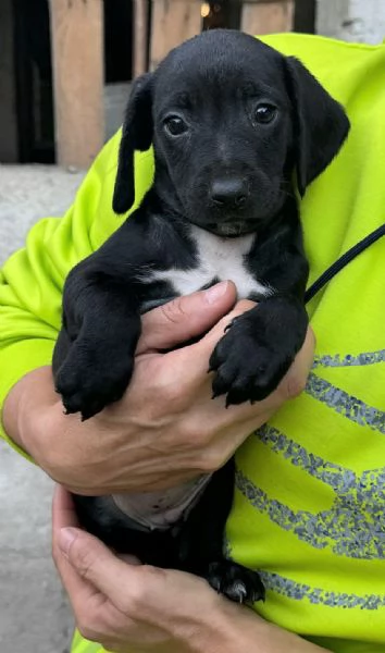 Astra 2 mesi taglia media  | Foto 0