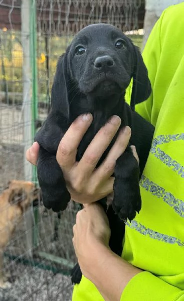 Rigel 2 mesi taglia media  | Foto 3