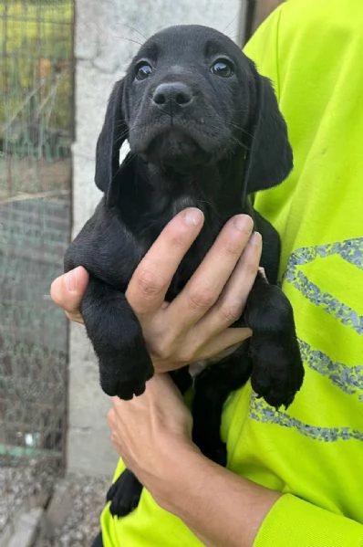 Rigel 2 mesi taglia media  | Foto 2