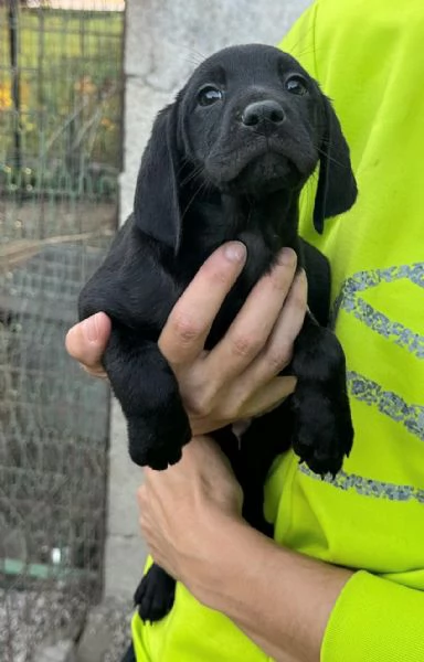 Rigel 2 mesi taglia media  | Foto 1