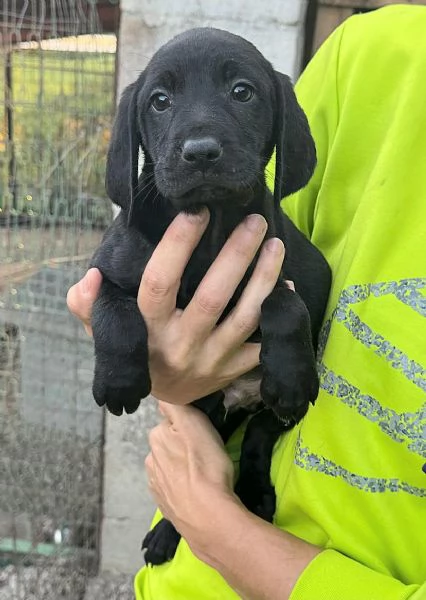 Rigel 2 mesi taglia media  | Foto 0