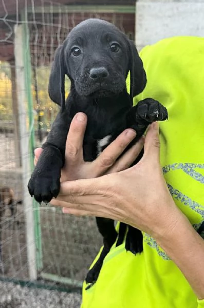 Rigel 2 mesi taglia media 