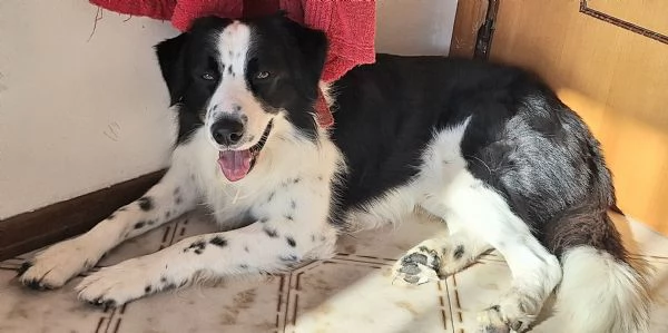 Coopy 3 anni Taglia grande | Foto 4