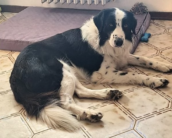 Coopy 3 anni Taglia grande | Foto 3